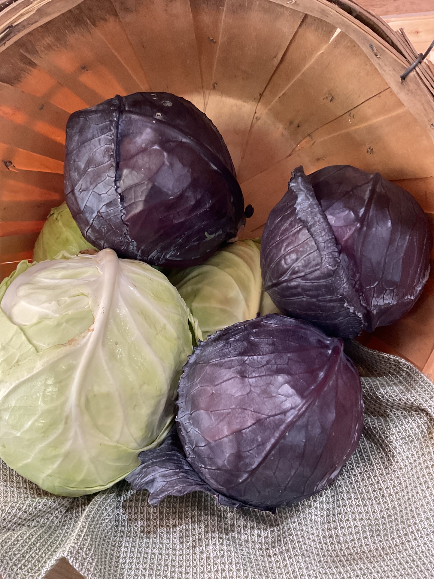 Cabbage