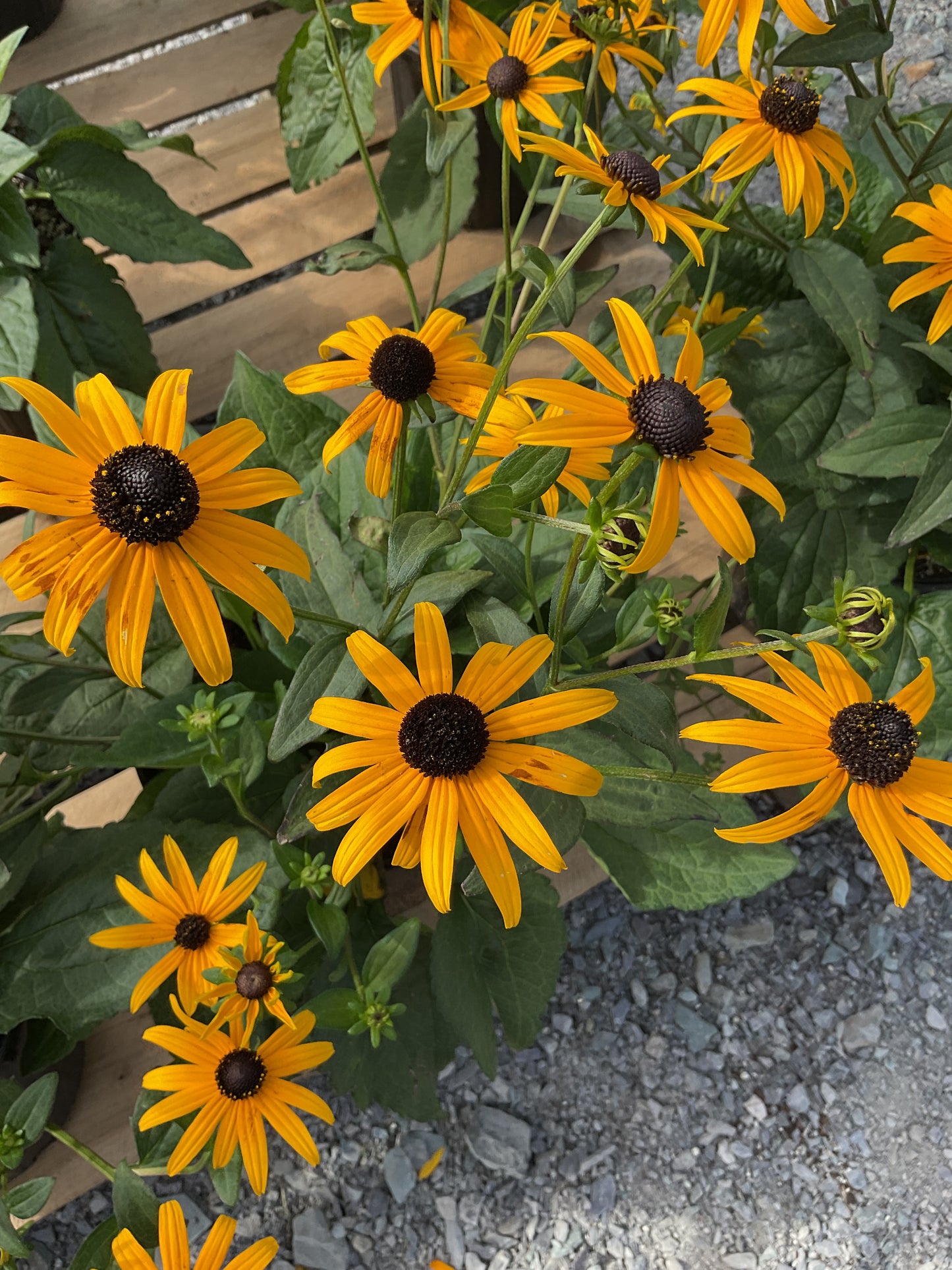 Black Eyed Susan