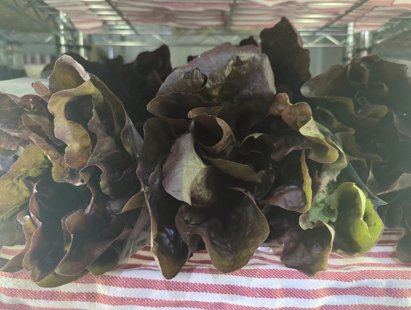 Lettuce