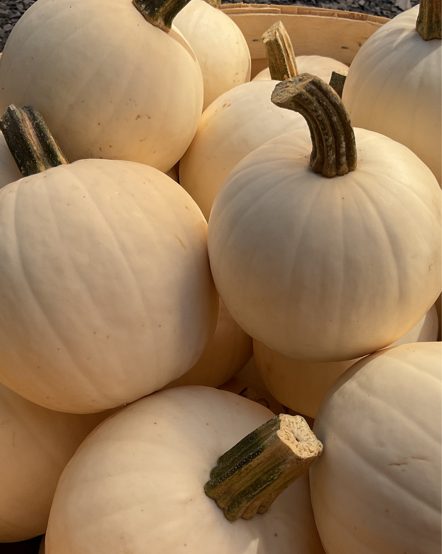 Mini White Pumpkins