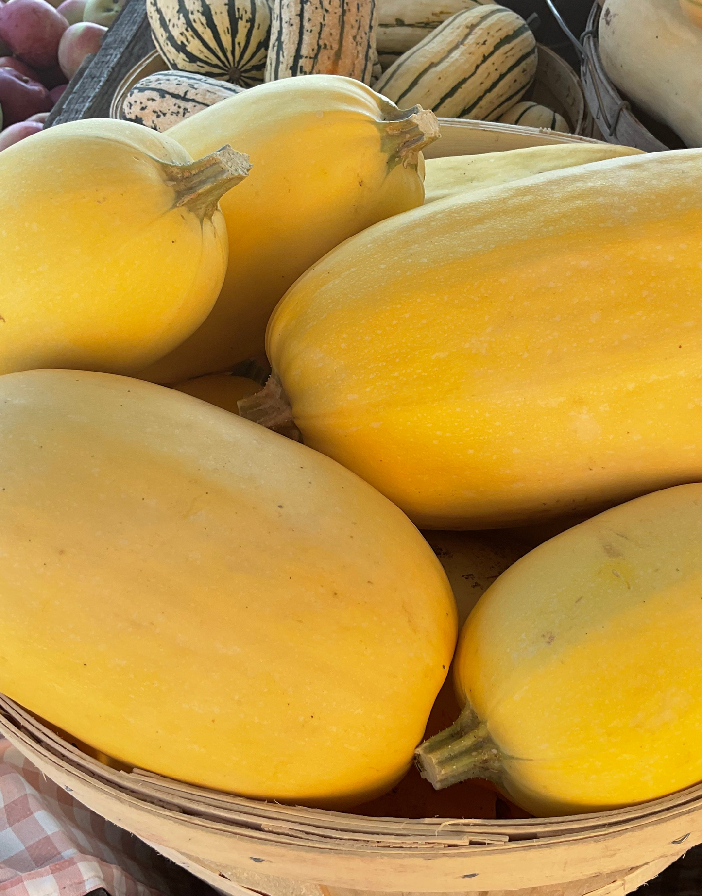 Fall Squash