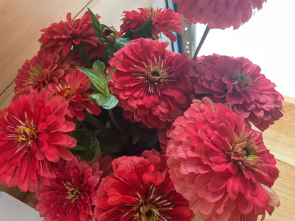 Cut Flowers