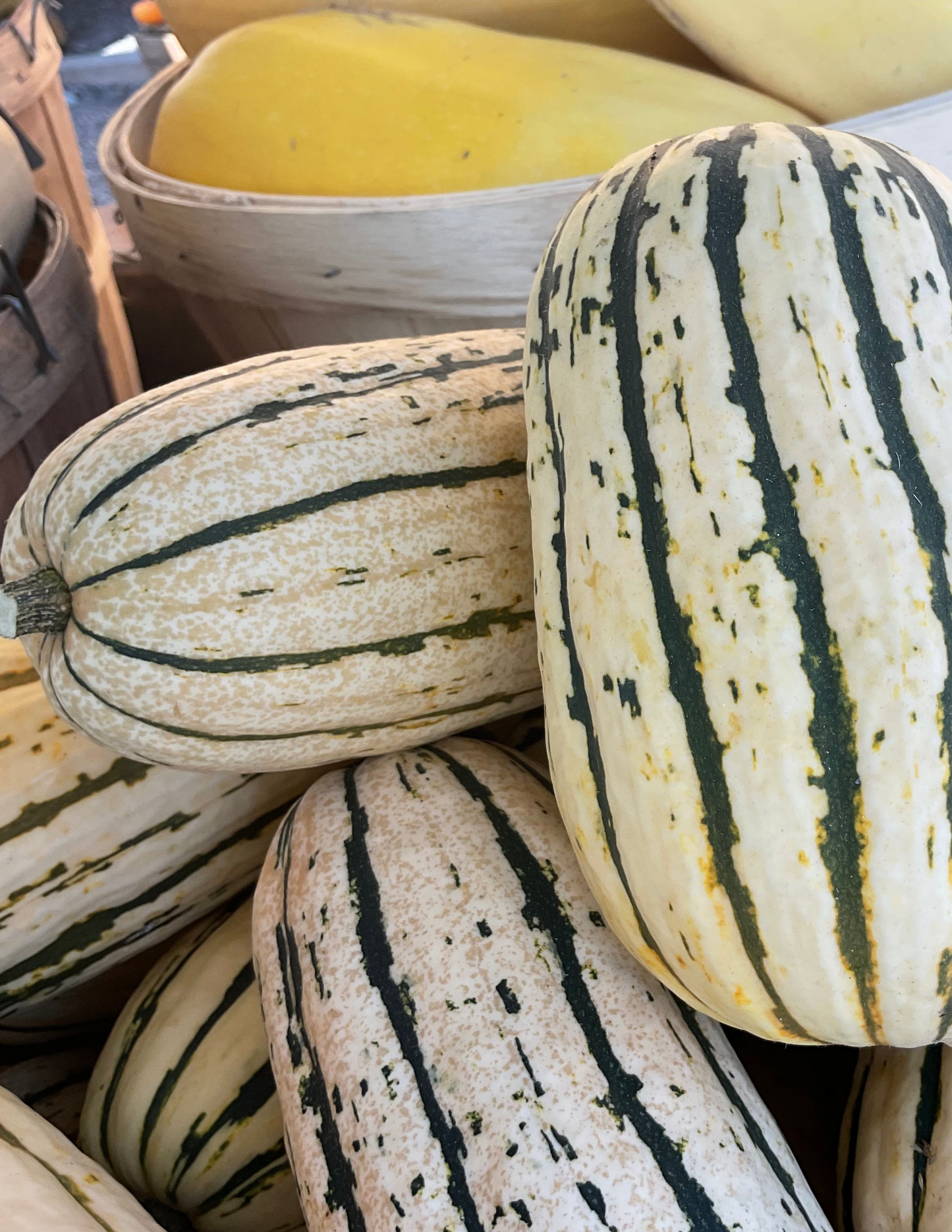 Fall Squash