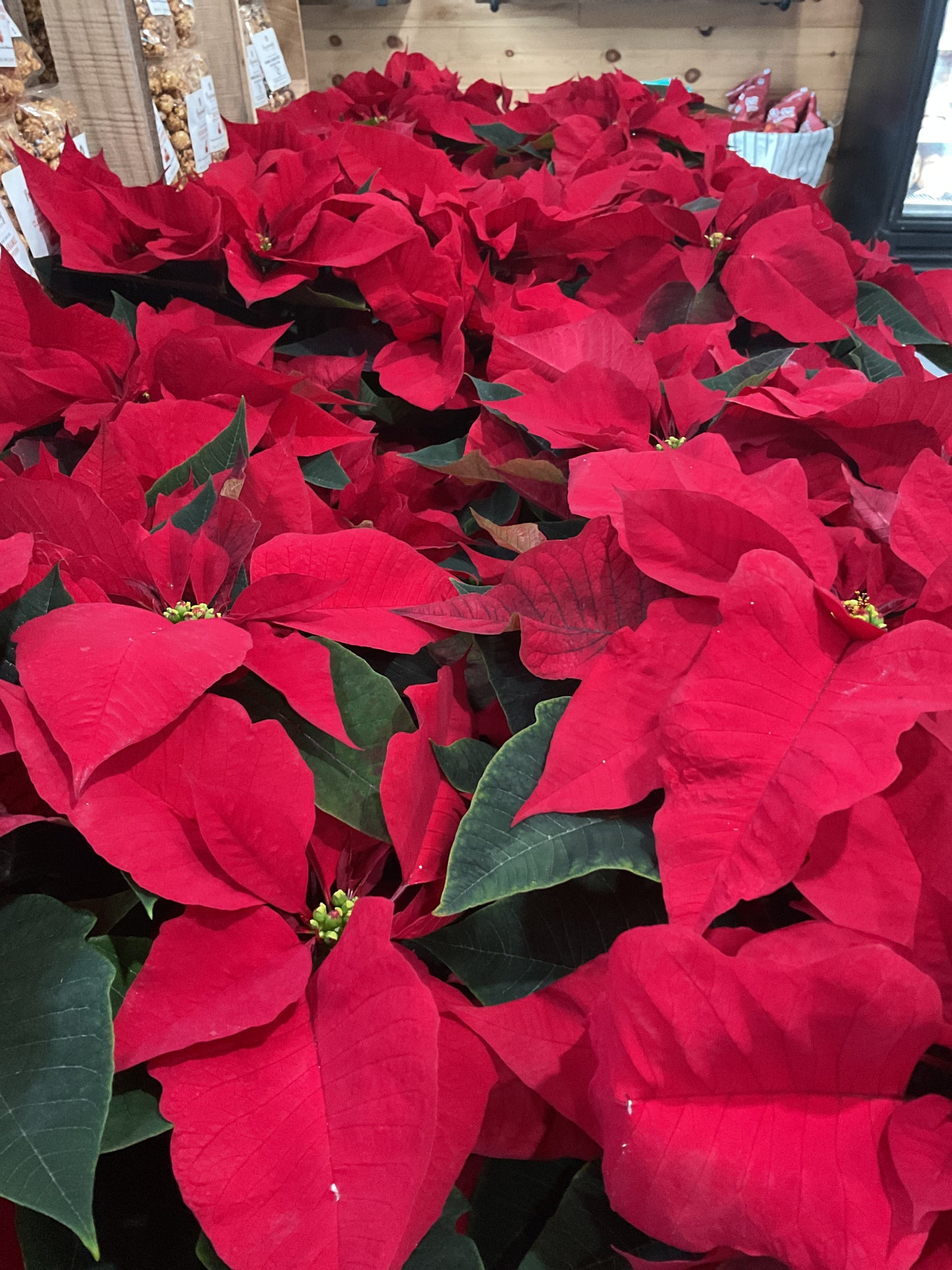 Poinsettias
