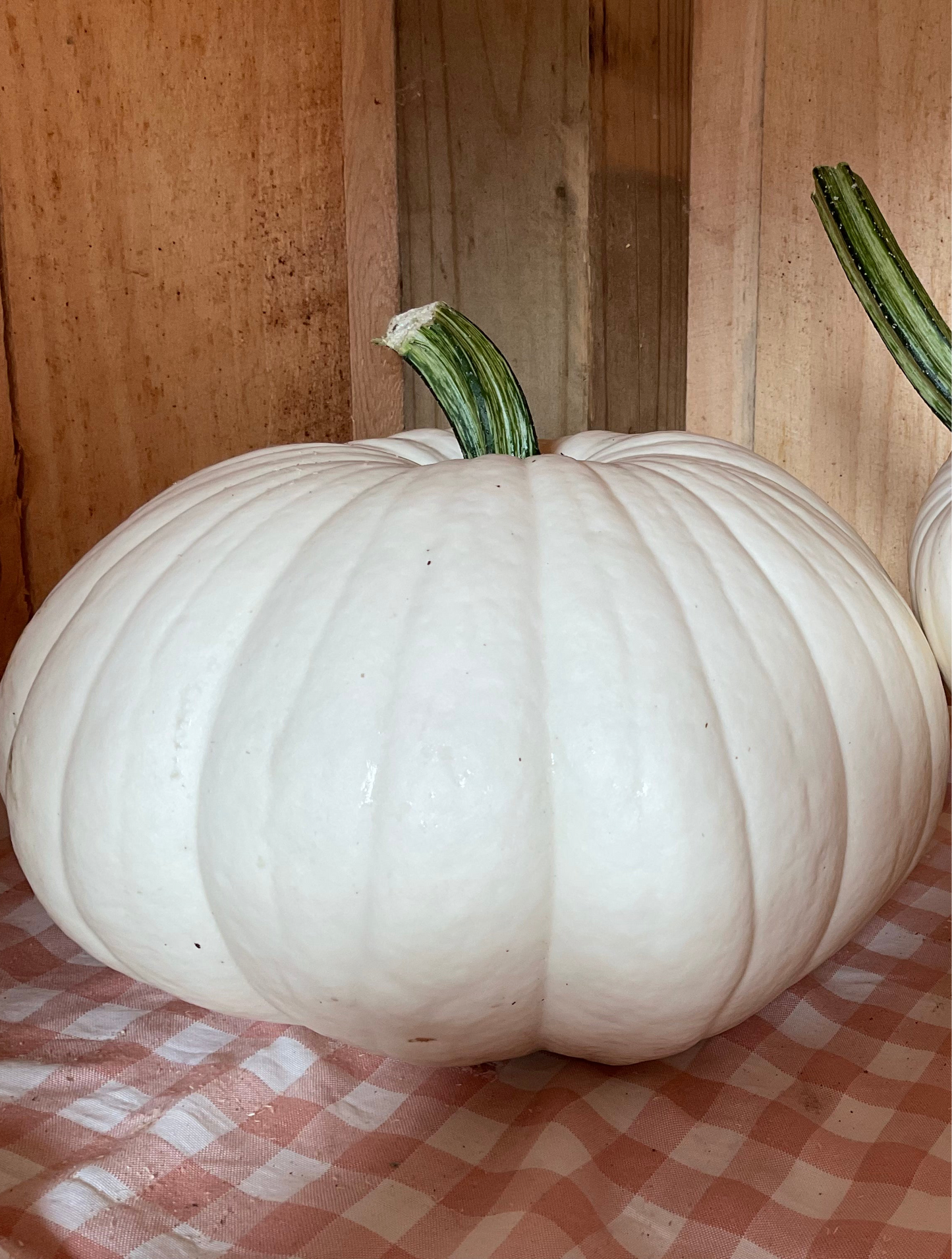 White pumpkin