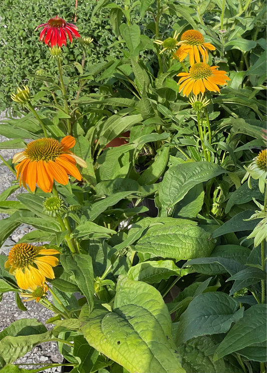 Coneflower