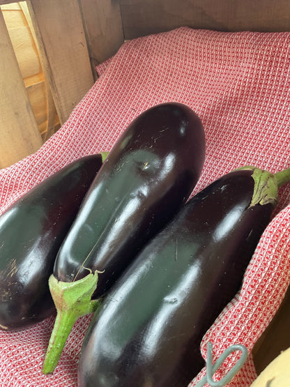 Eggplant