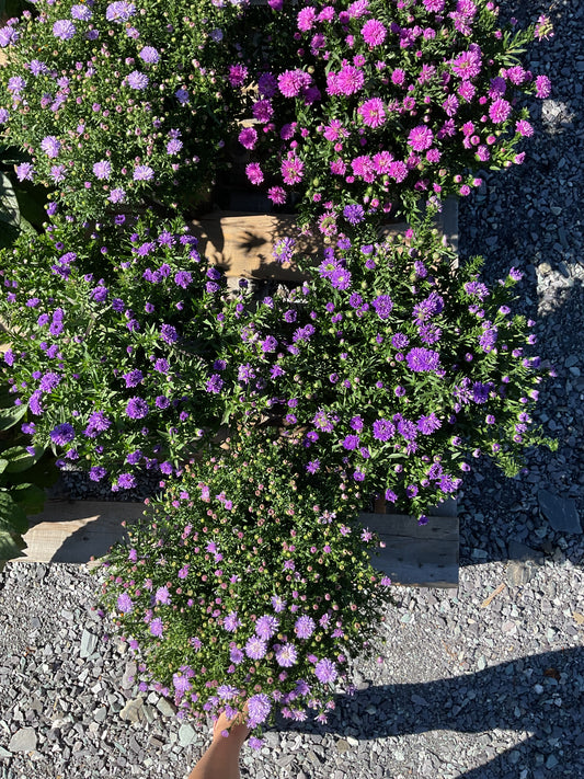 Aster