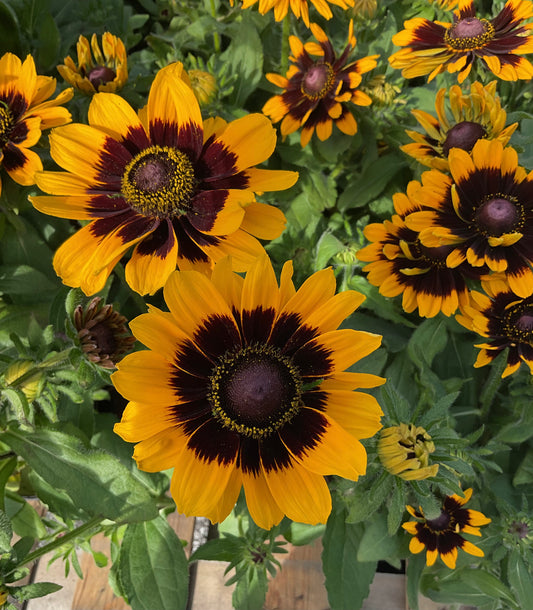 Rudbeckia