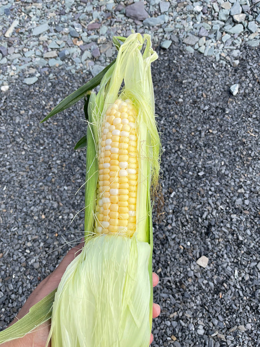 Corn