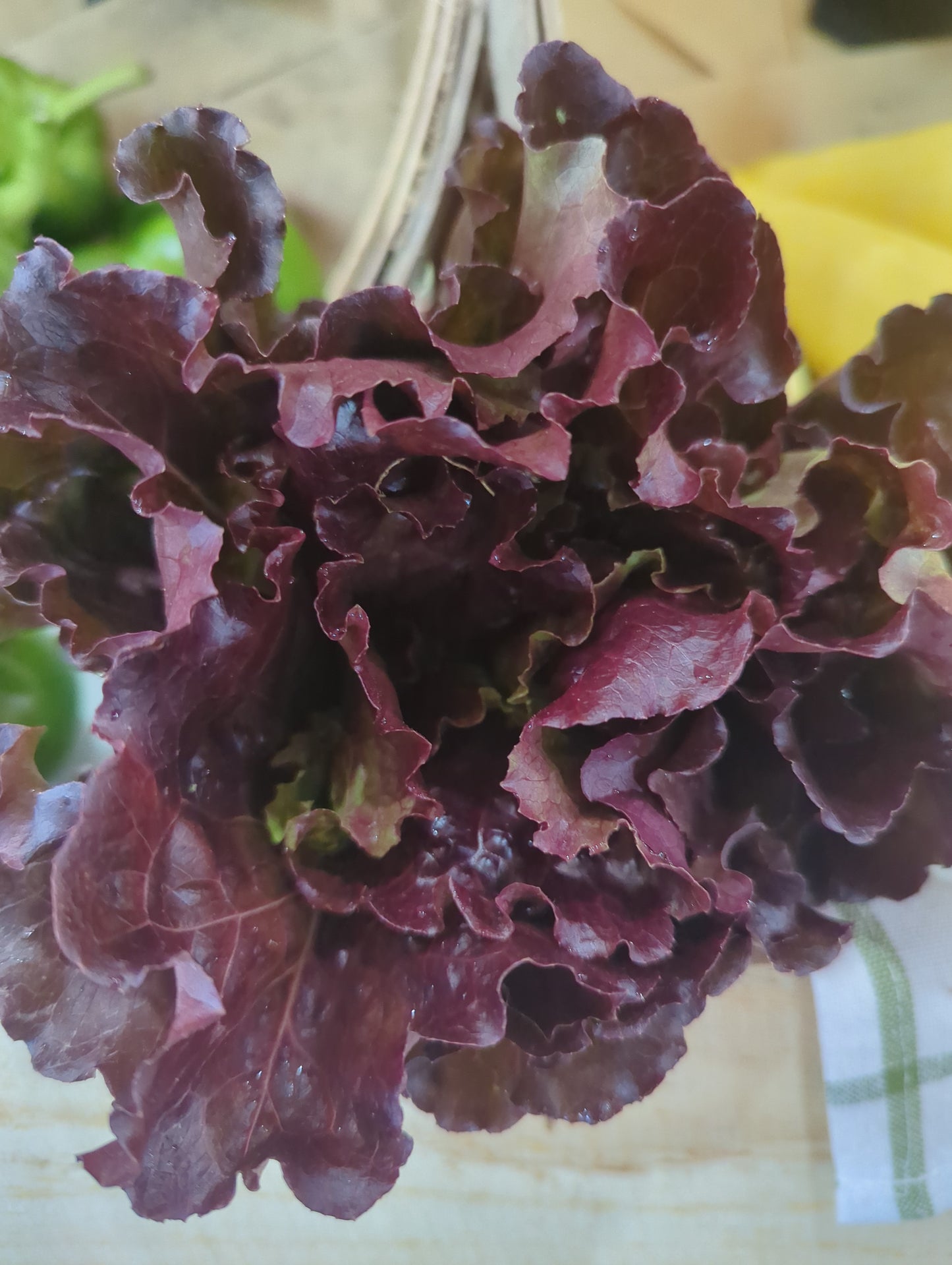 Lettuce