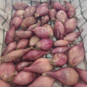 Shallots